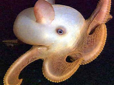 Octopus | Description, Behavior, Species, Photos, & Facts | Britannica