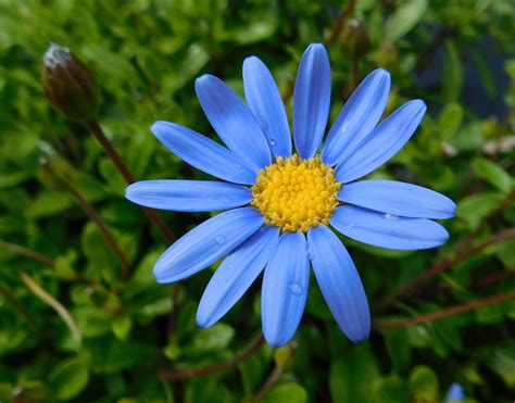 Felicia (Blue Daisy; Marguerite Daisy) – A to Z Flowers