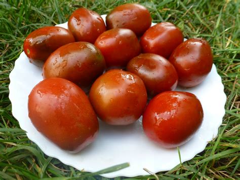 Купить семена Помидор Тomato Black Plum в Москве: доставка семян по ...