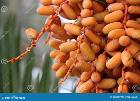closeup  seeds  date palm stock image image  dessert harvest