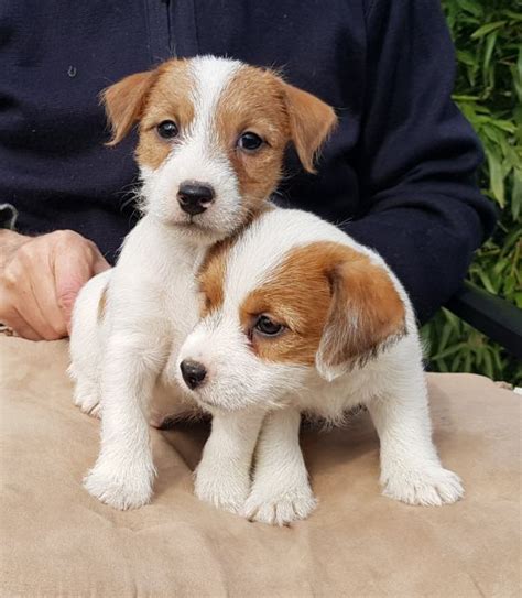 Jack Russel.terier