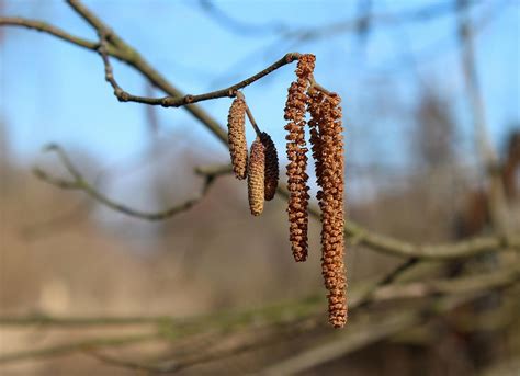 Hazel Outside Nature - Free photo on Pixabay - Pixabay