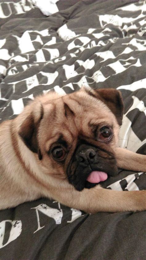 Hector our Pug has small bottom teeth so his tongue sticks out : r/aww