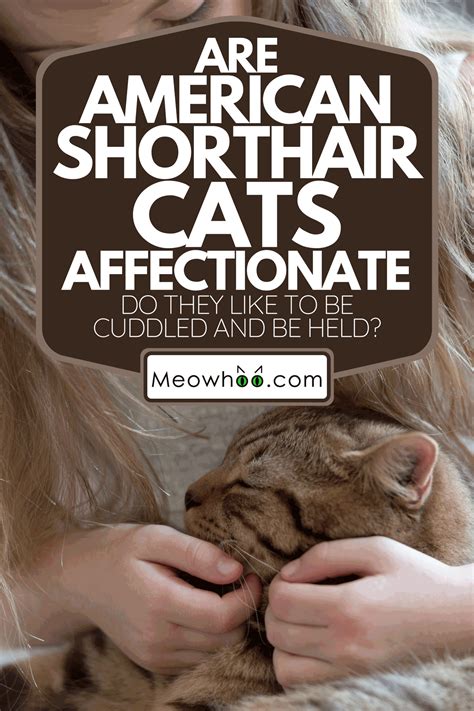 affectionate cats 3