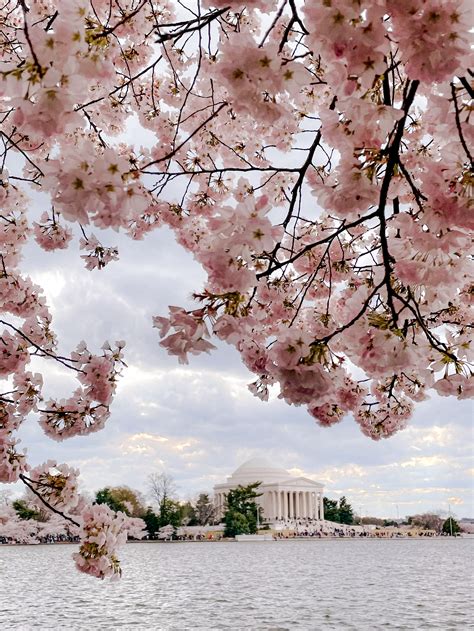 Cherry Blossoms on the Mall — Trust for the National Mall