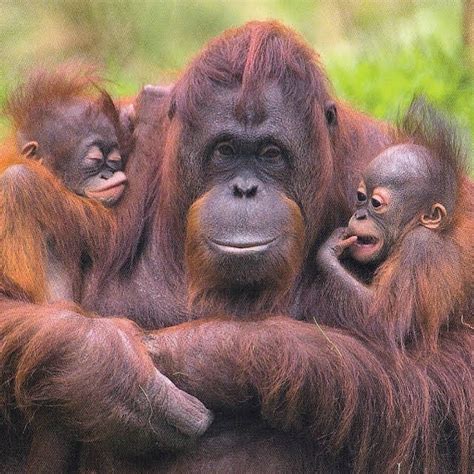 cute ape family : r/aww