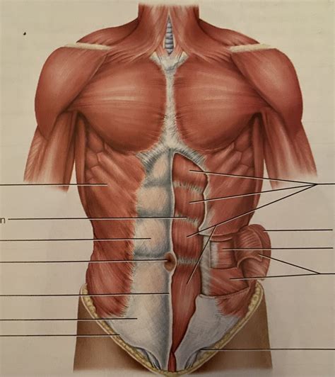 abdominal muscles Diagram | Quizlet