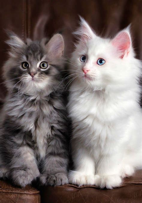 Harga Kucing Maine Coon Indonesia | Care About Cats