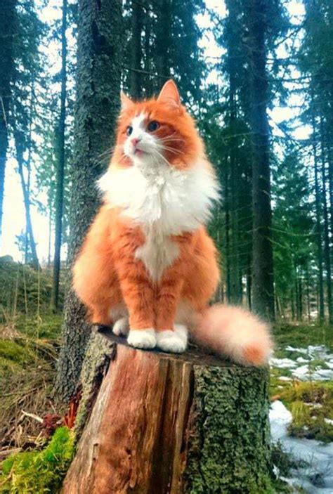 A majestic Norwegian forest cat : r/cats