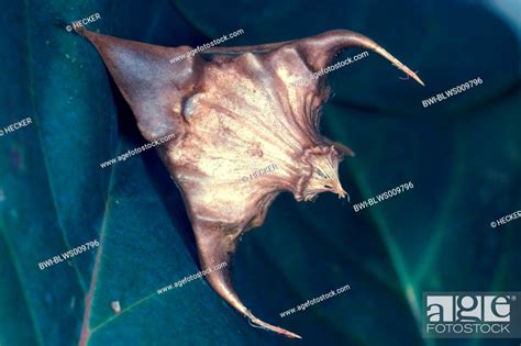 water chestnut Trapa natans, fruit, Stock Photo, Picture And Rights ...