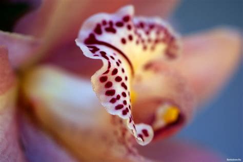 обои Лепестки орхидеи, макро фото | Beautiful orchids, Orchids ...