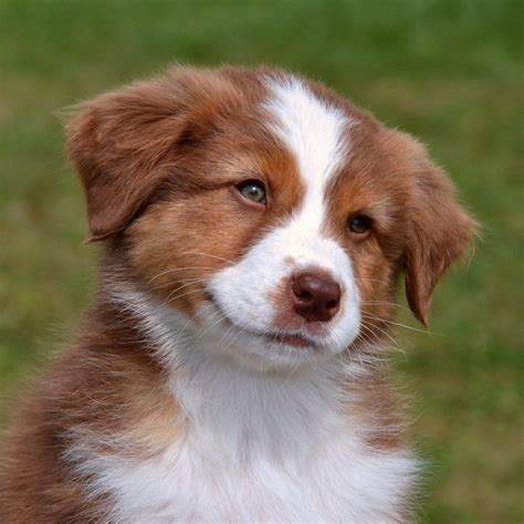 How Much Are Australian Shepherd Lab Mix Puppies