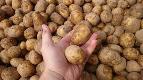 Что представляет собой семенной картофель? Особенности и критерии его ...
