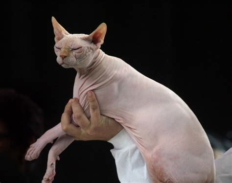 Sphynx Cat (Hairless) Breed: Info, Pictures, Care, Traits & Facts