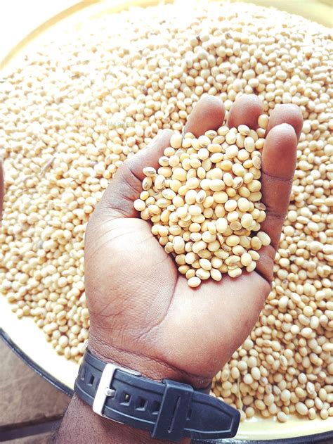 SOYA Beans 4Ltr paint bucket • 24 Hours Market | Lagos, Nigeria