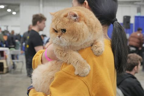 Welcome to BearMary Cattery - BearMary Cattery