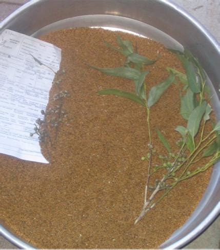 native seed collection supply  propagation projects