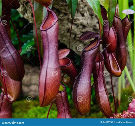 Monkey Cup stock photo. Image of flowers, plants, flora - 94089732