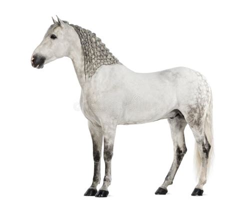 Мыжской Andalusian, 7 лет старых, также известного как чисто испанская ...