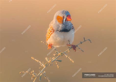 Taeniopygia guttata - Stock Photos, Royalty Free Images | Focused