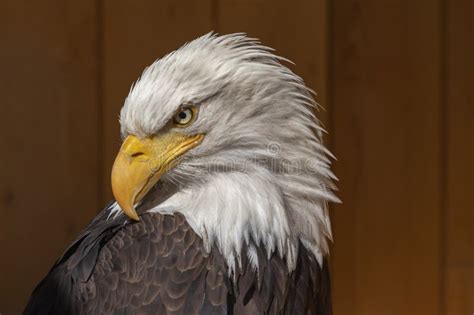 The Bald Eagle Has a Turned Head and the Background is Dark Brown Stock ...