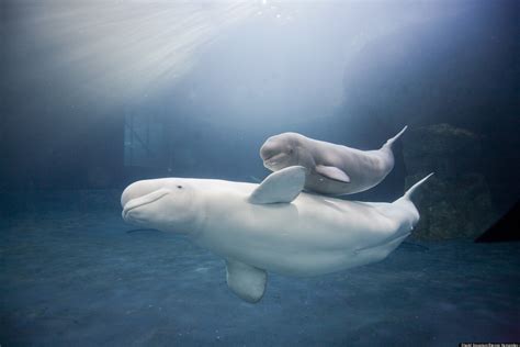 Shedd Baby Beluga Naming Contest: Chicago's Aquarium Asking For Help ...