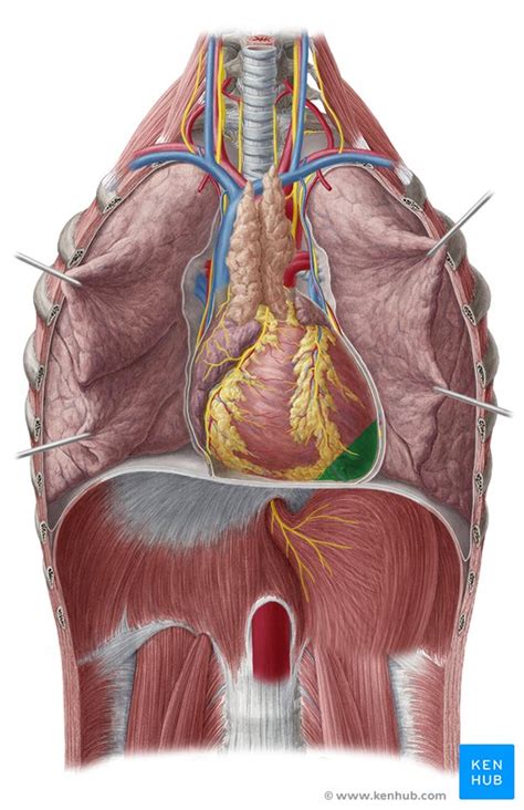 Anatomie du cœur: localisation, fonctionnement et schema | Kenhub