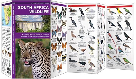 South Africa Wildlife (Pocket Naturalist® Guide)