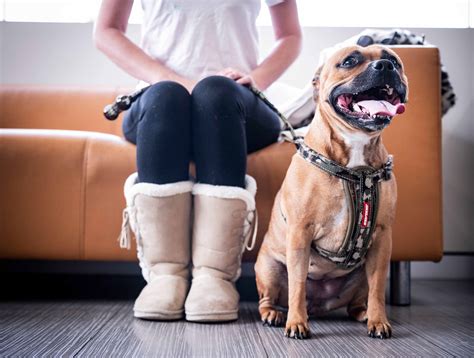 Do Vets Now Do Payment Plans at Nicole Haycraft blog