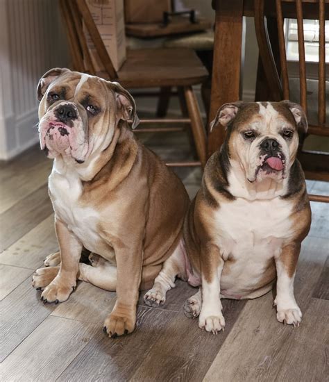 20231004_165546.jpg | English Bulldog Forum 🐾