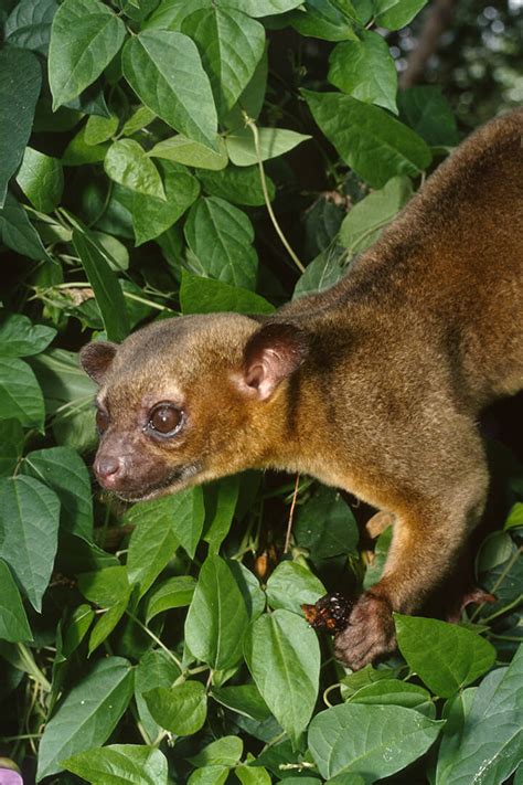 Kinkajou Monkey