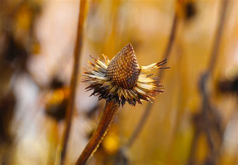Flower Dry Autumn - Free photo on Pixabay - Pixabay