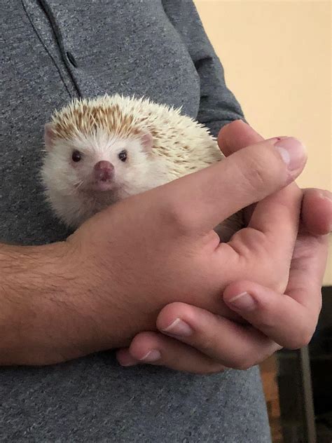 best hedgehog overweight safely 1