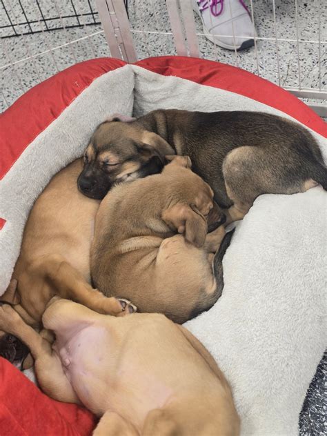 Petco Adoption Event