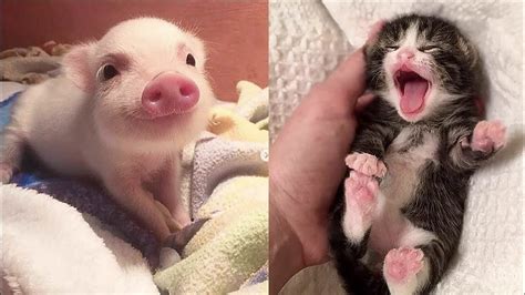 Cute Baby Animals: Reckless, Funny and SO Adorable