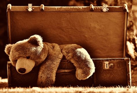 images leather antique mammal junk luggage teddy bear