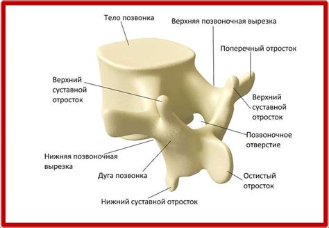 Позвоночный столб - презентация онлайн