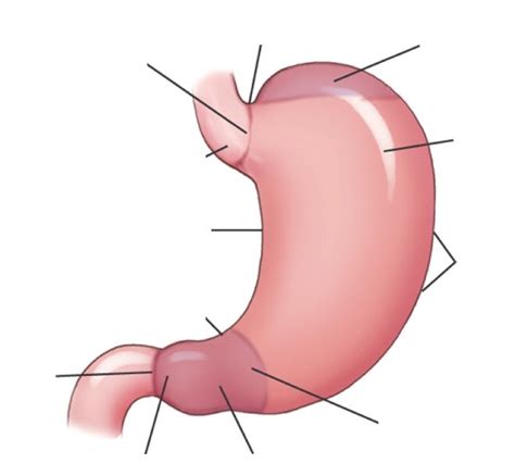 STOMACH- LABEL Diagram | Quizlet
