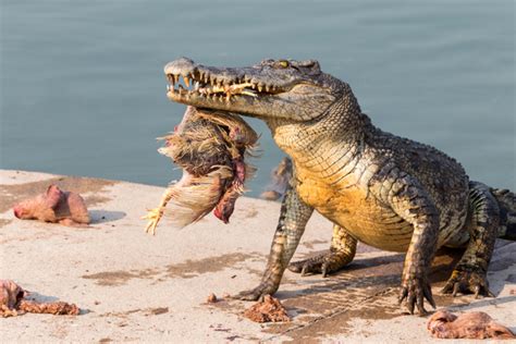 Nile crocodile predator vs prey behavior - polfbit