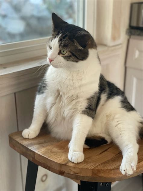 doobie cat on Tumblr