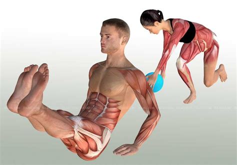 Core Training Fitness Exercises Anatomy Illustrations
