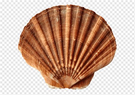 Sea, Shell, Clam, Ocean, Sea Shells, Beach, Sand, Nature, Mollusk ...