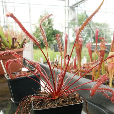 drosera anglica  temperee eden carnivore