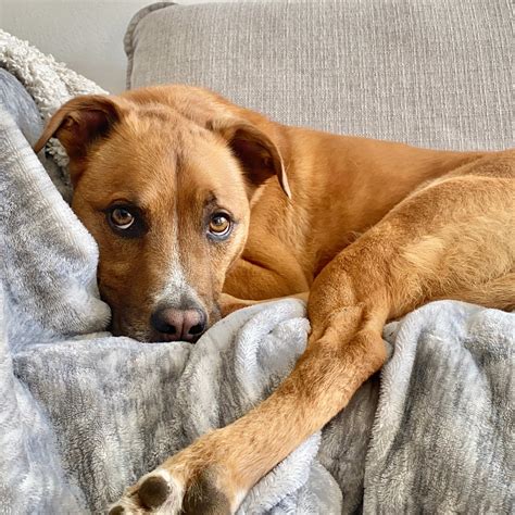 Why Does My Dog Bark at Nothing? A Trainer Explains the Truth - PetHelpful