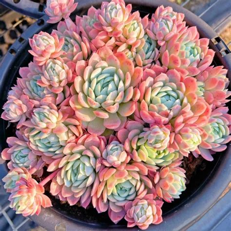 Echeveria Elegans Raspberry Ice | The Next Gardener – Thenextgardener