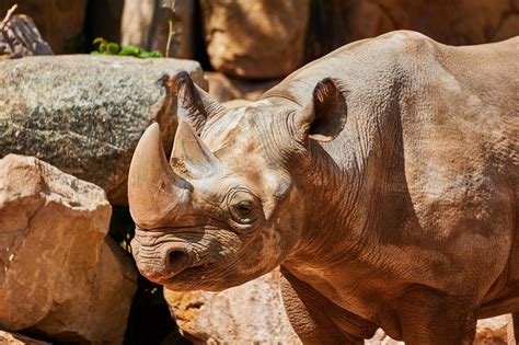 Plus de 1 000 photos gratuites de Rhino et de Rhinocéros - Pixabay