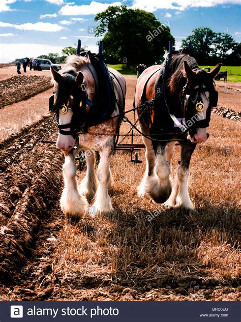 Ben and Madge at their work cutting furrows with a sure foot Stock ...