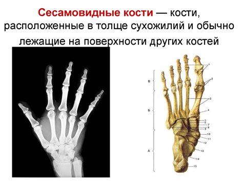 Мышечная система человека. (Лекция 6) - презентация онлайн