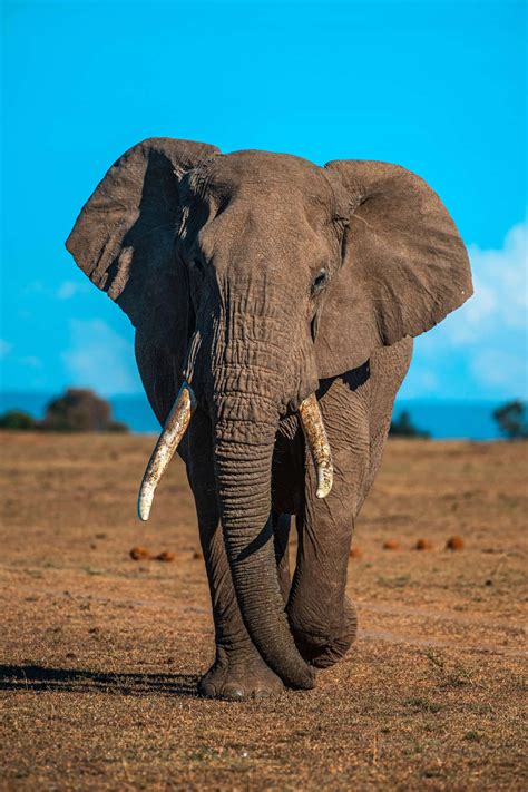 elephant pictures wallpaperscom
