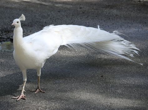 TW Pornstars - 3 pic. Annie Sprinkle. Twitter. Albert is alive & well n